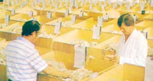wool auctions