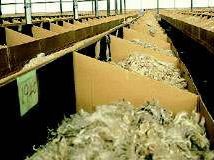 wool auctions